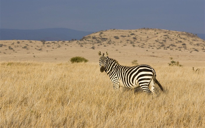 зебры на прерии обои,s изображение