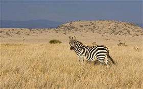 зебры на прерии