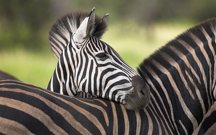 зебра обои,s изображение