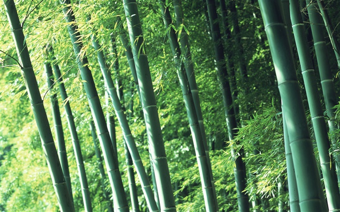свежего воздуха бамбуковый лес обои,s изображение