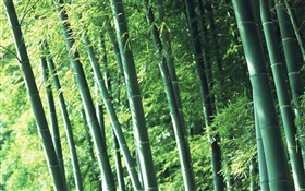 свежего воздуха бамбуковый лес HD обои