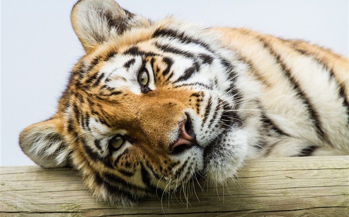 Амурский тигр лицо крупным планом обои,s изображение
