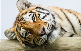 Амурский тигр лицо крупным планом HD обои