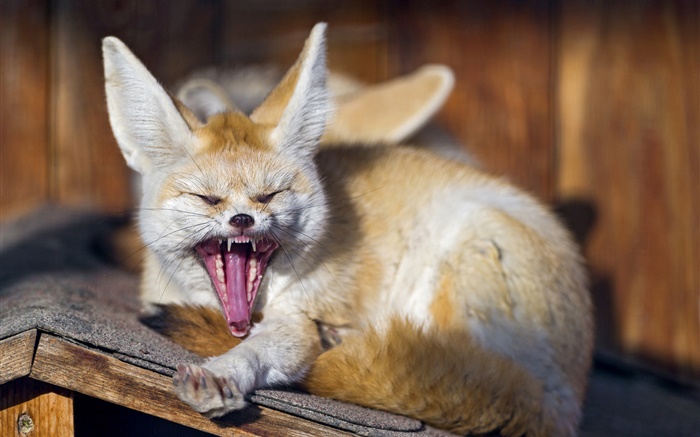 Животные, лиса зевает обои,s изображение
