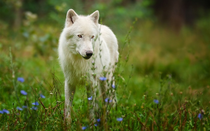 Арктический волк обои,s изображение