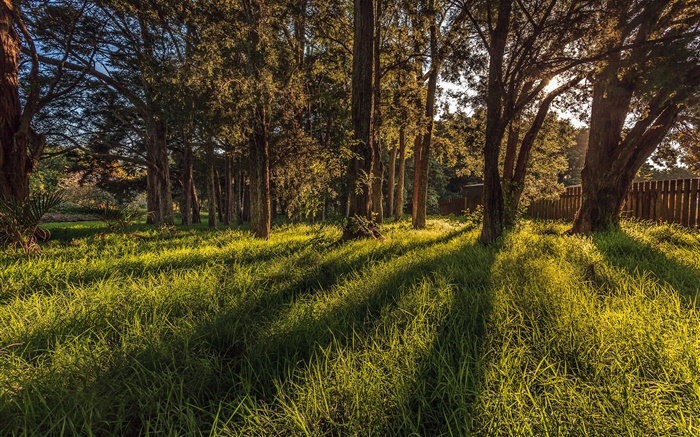 Окленд Ботанический сад, деревья, трава, Новая Зеландия обои,s изображение