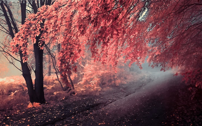 Осенний цвет, красные листья, путь обои,s изображение