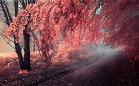 Осенний цвет, красные листья, путь