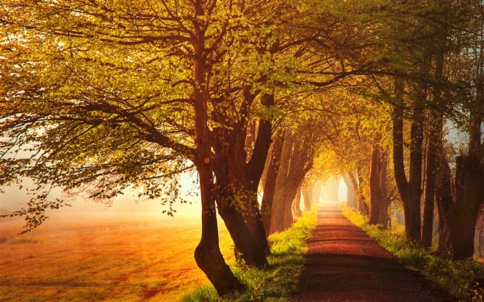 Осень, рассвет, деревья, дорога, туман обои,s изображение