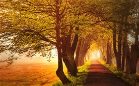 Осень, рассвет, деревья, дорога, туман HD обои
