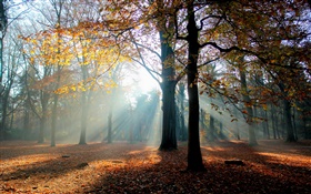 Осень, лес, деревья, солнце HD обои