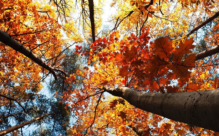 Осень, клены, красные листья обои,s изображение