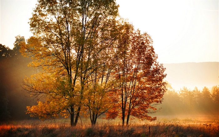Осень, утро, деревья, туман обои,s изображение