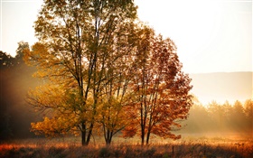Осень, утро, деревья, туман HD обои