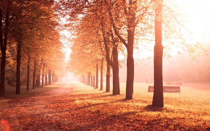 Осенний парк, деревья, путь, желтые листья обои,s изображение