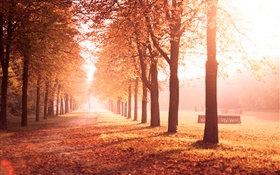 Осенний парк, деревья, путь, желтые листья HD обои