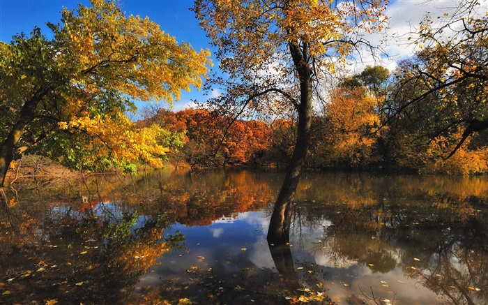 Осень, пруд, деревья, вода отражение обои,s изображение
