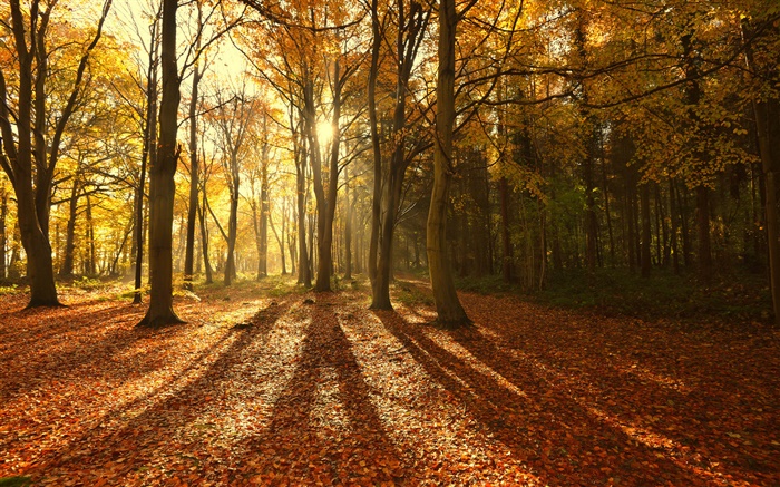 Осень, листья, красные утро, деревья, солнечные лучи обои,s изображение