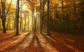 Осень, листья, красные утро, деревья, солнечные лучи HD обои