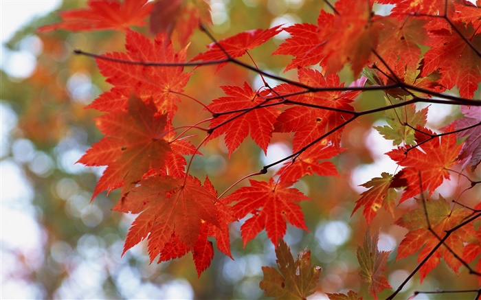 Осенние листья, красные, веточки обои,s изображение
