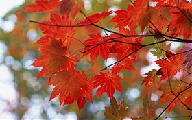 Осенние листья, красные, веточки