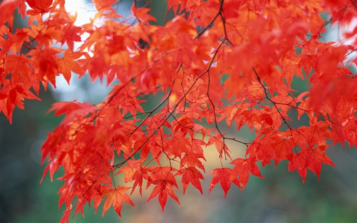 Осенний пейзаж, кленовые листья, красный цвет обои,s изображение