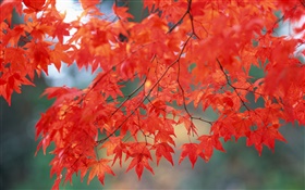 Осенний пейзаж, кленовые листья, красный цвет HD обои