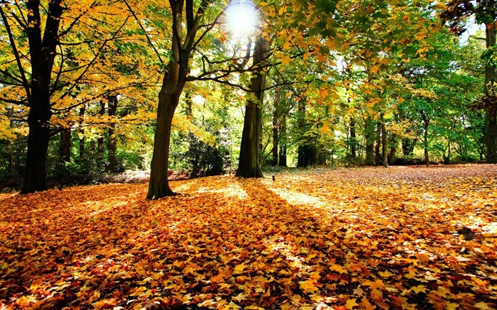 Осень, деревья, красные листья, солнце обои,s изображение