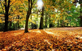 Осень, деревья, красные листья, солнце HD обои