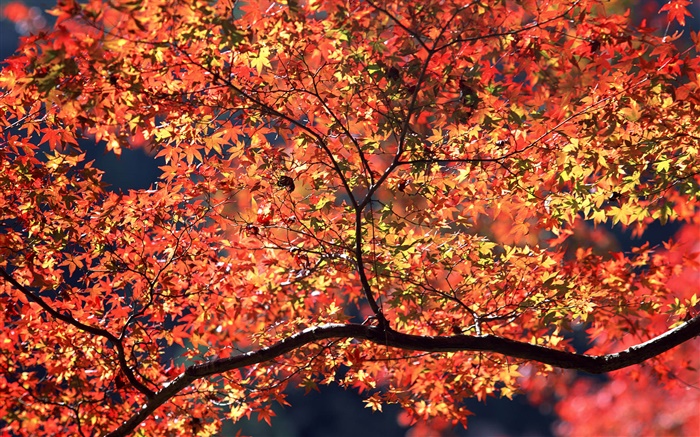 Осенние деревья, красные листья обои,s изображение