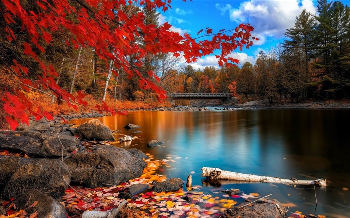 Осень, деревья, река, мост обои,s изображение