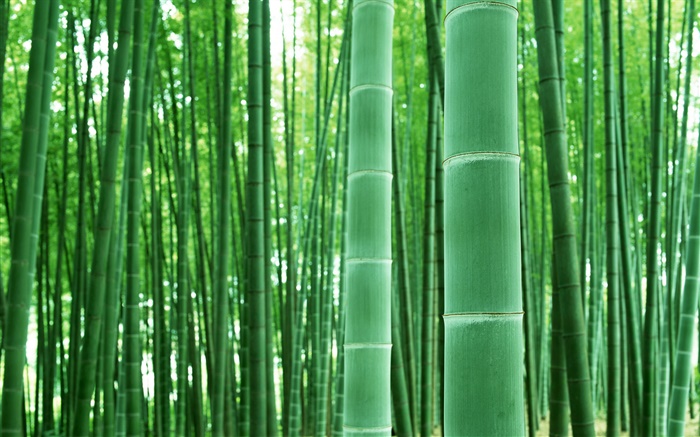 Бамбуковый лес, ветви, зеленый обои,s изображение