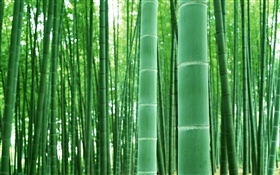 Бамбуковый лес, ветви, зеленый HD обои