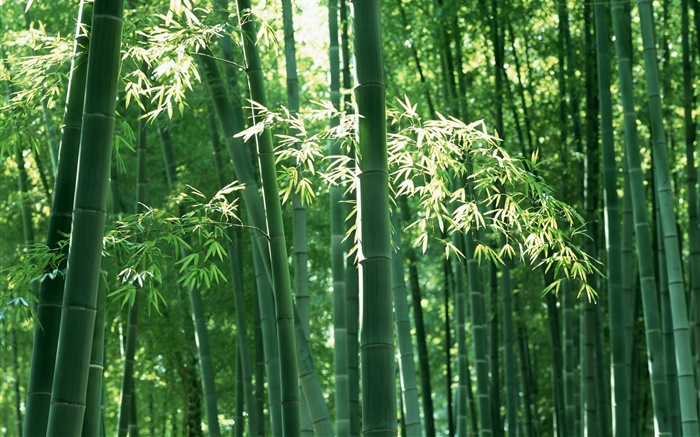Бамбуковый лес летом обои,s изображение