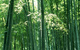 Бамбуковый лес летом HD обои