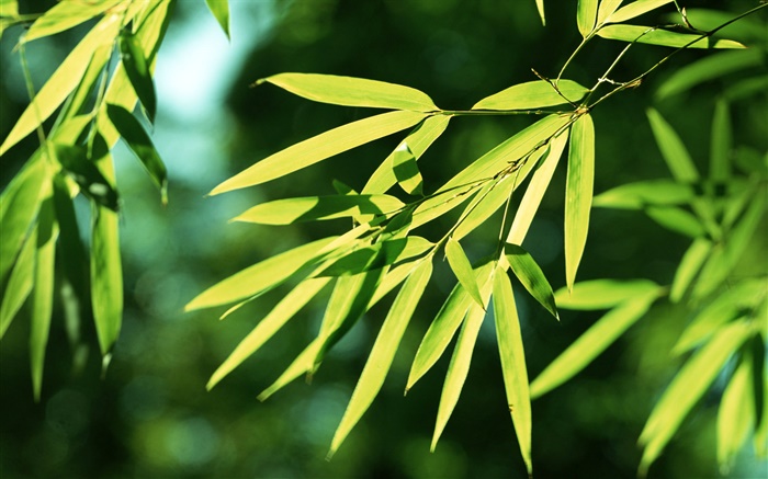 Бамбуковые листья, солнце обои,s изображение