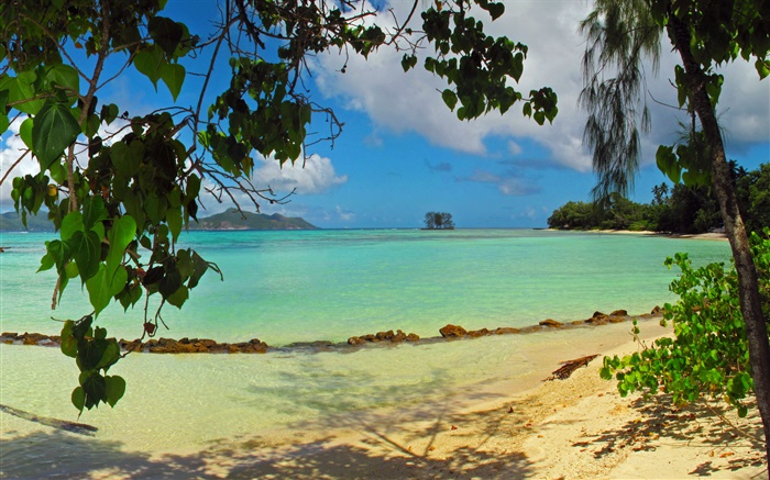 Пляж, деревья, море, Сейшельские острова обои,s изображение