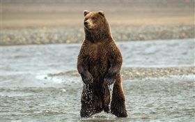 Медведь стоял, речная вода HD обои