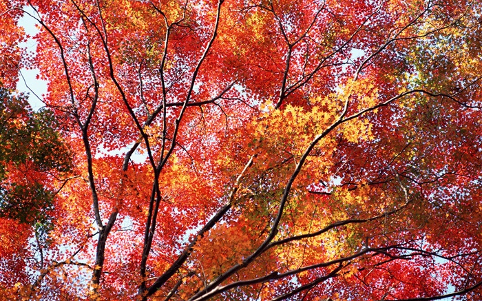 Красивая осень, красные листья, деревья обои,s изображение