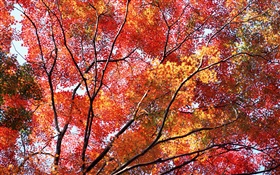 Красивая осень, красные листья, деревья HD обои