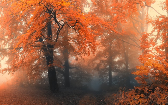 Красивая осень, деревья, красные листья обои,s изображение