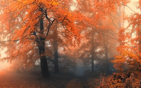 Красивая осень, деревья, красные листья HD обои