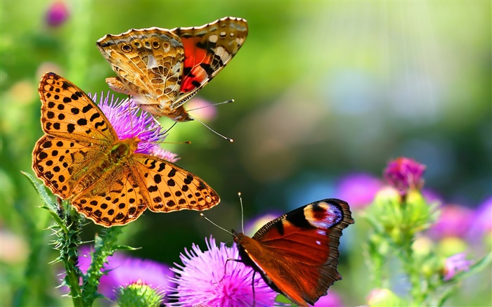 Красивые бабочки обои,s изображение