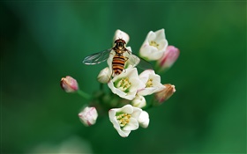 Пчела с цветами HD обои