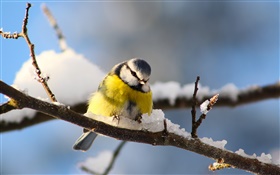 Птицы крупным планом, синица, ветки, снег HD обои