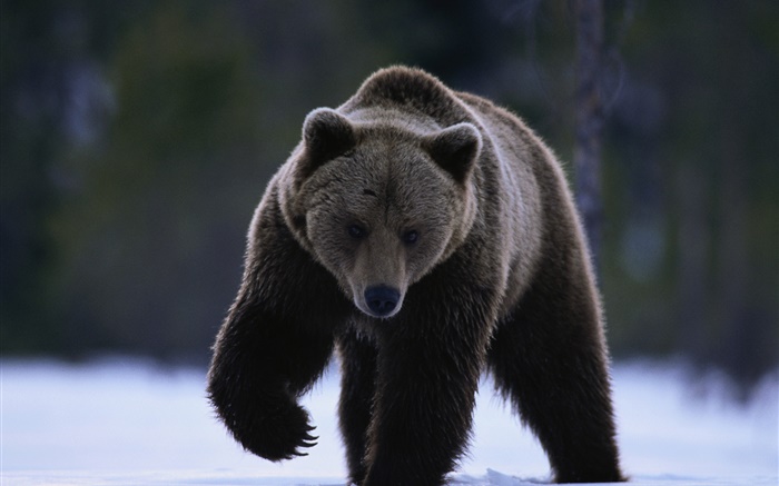 Черный медведь обои,s изображение