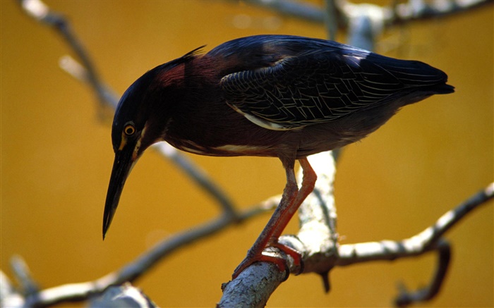 Черное перо птицы, ветки обои,s изображение