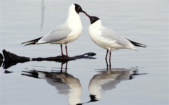 Озерная чайка, две птицы, Европа обои,s изображение