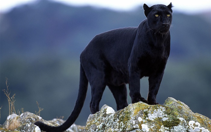 Черный леопард обои,s изображение
