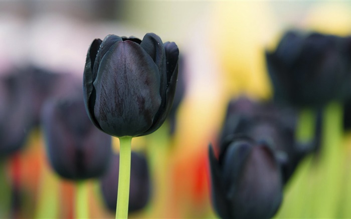 Черные тюльпанов крупным планом обои,s изображение